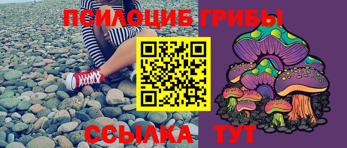 Сокол  Галлюциногенные грибы Cubensis  цены   Вход с VPN  Псилоцибиновые грибы Cubensis 
