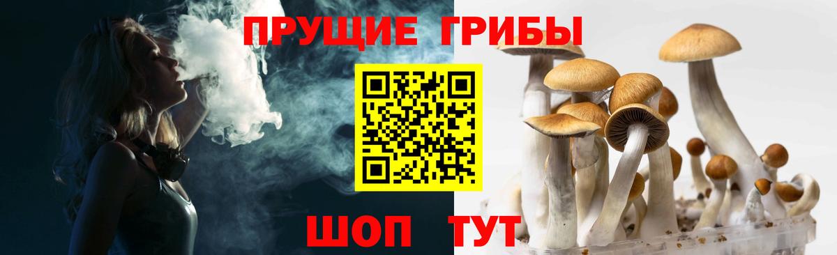 Галлюциногенные грибы Psilocybine cubensis Сокол